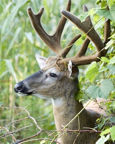 Buck Whitetail Deer stock image. Image of nature, field - 2930545