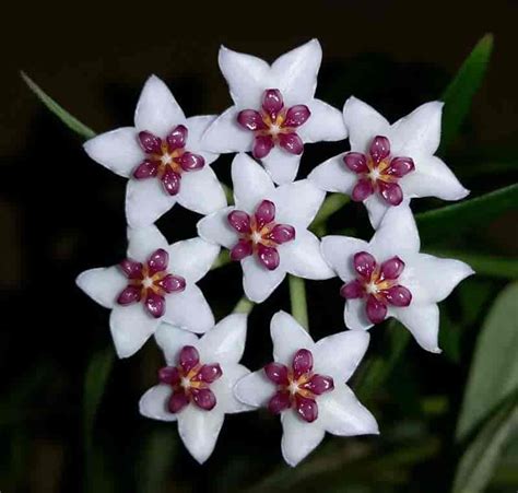 Hoya Plant Care: How to Grow Wax Plant Hoya Canosa