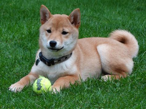 Shiba Inu Training | Puppy Training & Dog Boarding