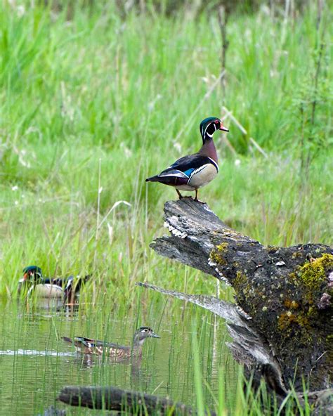 Free picture: male, wood, drake, bird, log