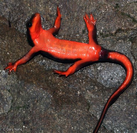 Red-bellied Newt - Taricha rivularis