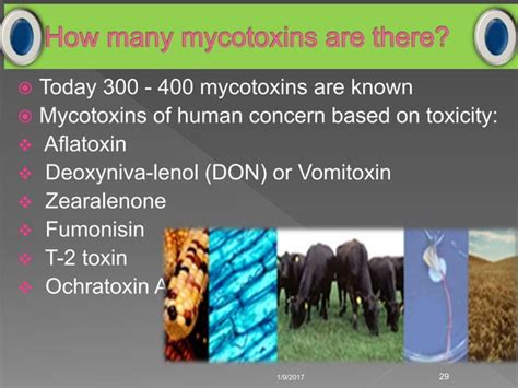 Virulence factors of fungi