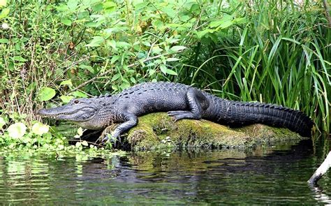 Alligator | Everglades Holiday Park