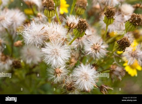 ragwort Senecio jacobaea seedheads Stock Photo - Alamy