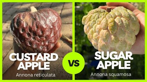 Custard apple vs. sugar apple - Garden Florida