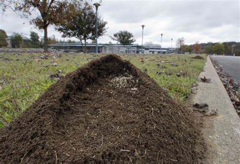 Fire ant hill explosion; recent rains cause rash of fire ants mounds | News | timesdaily.com