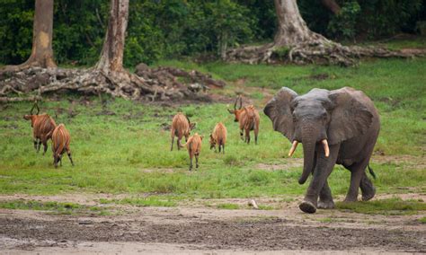 Living among the trees: Five animals that depend on forests | Stories | WWF