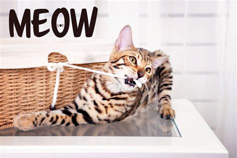 bengal cat meowing | Bengal Cat Care