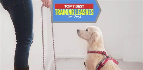 Top 7 Best Dog Training Leash for Puppies and Dogs in 2024