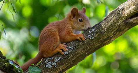 Squirrel Lifespan: How Long Do Squirrels Live? (7 Examples) | Beyond The Treat