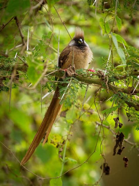 Speckled Mousebird - Colius Striatus Largest Species of Mousebird, the Most Common, Found ...