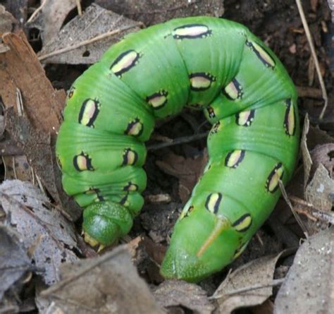 White-lined sphinx caterpillar Photo by Ronnie Pitman | Plant life, Photo, Sphinx