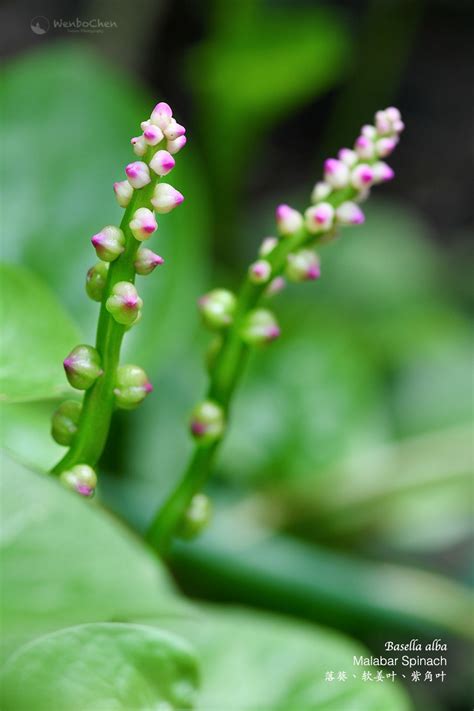 This is the flower of Malabar Spinach (Basella alba), a very popular climbing vegetable in Asia ...