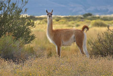 Guanaco Facts, History, Useful Information and Amazing Pictures