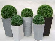 Sleek black pots with pruned boxwoods or yopon hollies. www.BlueSkyRain ...