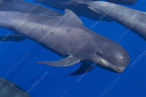 Long-finned pilot whale - Stock Image - C048/4120 - Science Photo Library