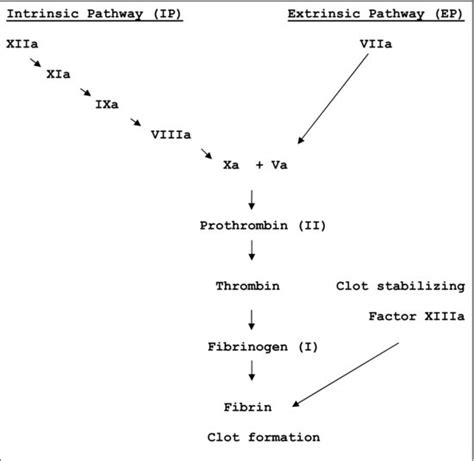 15: Primary and Secondary Hemostasis: Normal Mechanisms, Disease States ...