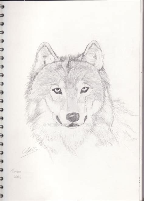 Timber Wolf- sketch by Pokepaws on DeviantArt