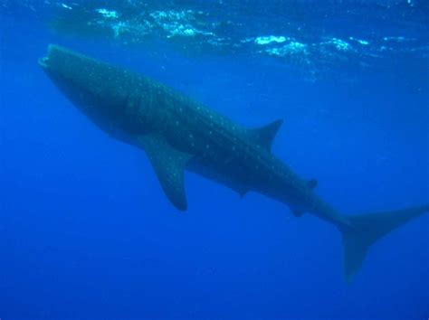 Utila and the Whale Shark - Caribbean Diving