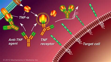 Slide Show - Chronic Inflammation in IBD and How Anti-TNF Therapy Works