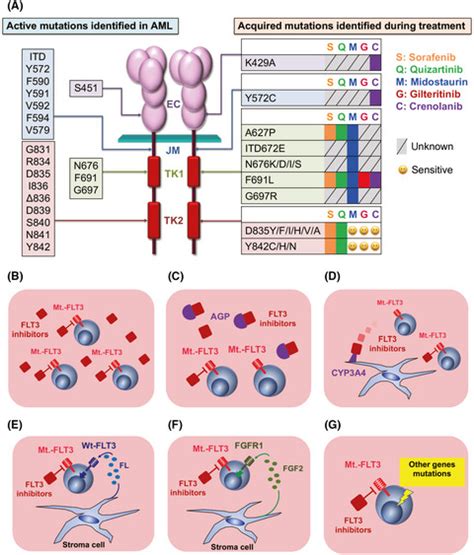 FLT3 mutations in acute myeloid leukemia: Therapeutic paradigm beyond inhibitor development ...