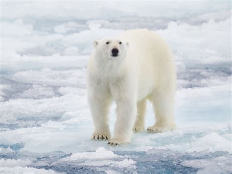 Woman And Boy Killed By Polar Bear In Rare Alaska Attack | Across ...