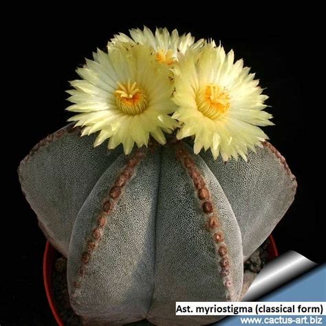 Astrophytum myriostigma / 10 seeds (bishop’s cap cactus, bishop’s hat ...