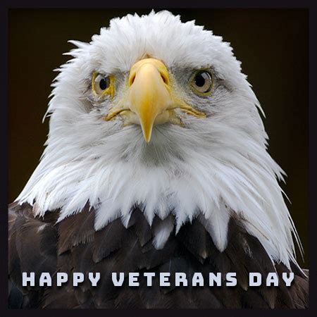 Veterans Day Clipart - Graphics