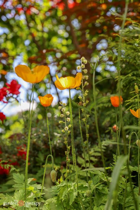 When to Plant Poppy Seeds: Spring or Fall? - Garden Therapy