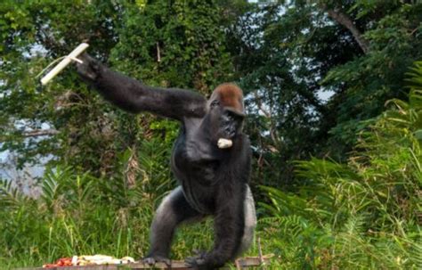 How to Plan a Gorilla Trekking in Kahuzi Biega From Kigali