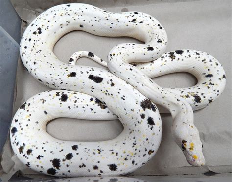 Goldenchild Cow Reticulated Python by Mystic Reptiles, LLC - MorphMarket