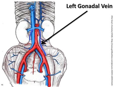 Left gonadal vein - The Anatomy of the Veins Visual Guide,… | Flickr