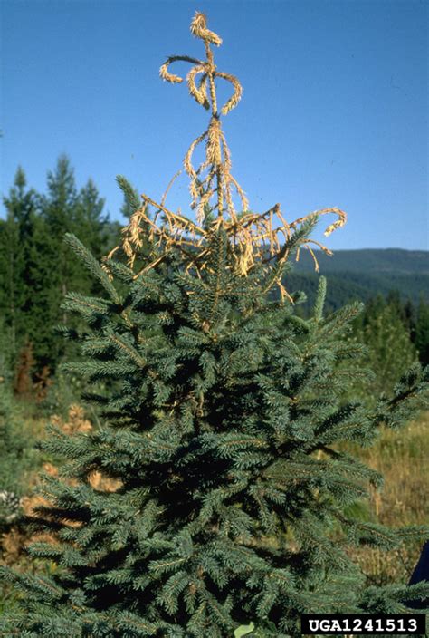 White Pine Weevil | USU