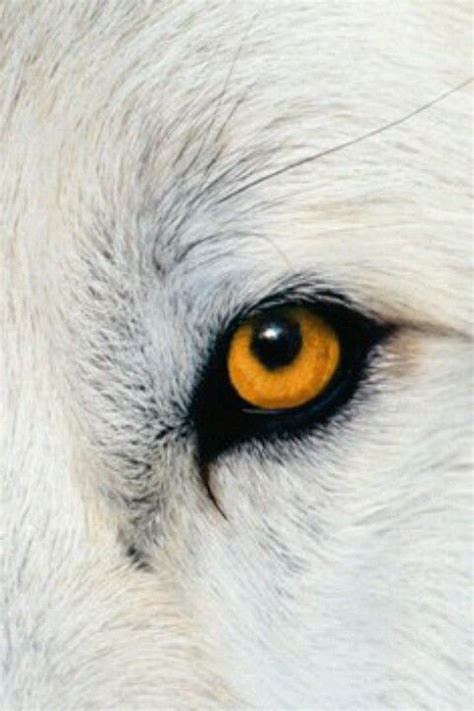 Pin by Patricia Ryan on FISH TANKS | Wolf eyes, Wolf eye, Animals eyes