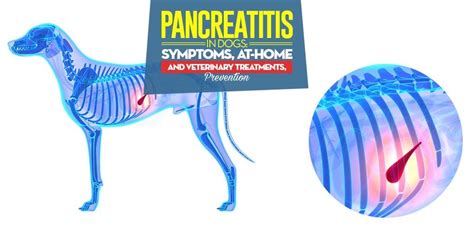 Pancreatitis in Dogs: Symptoms, Treatments & Prevention