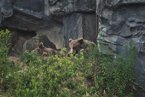 Pair of Large European Brown Bears in a Zoo Habitat Stock Photo - Image ...