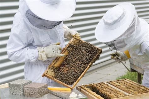 Beekeeping School Provides Training | N.C. Cooperative Extension