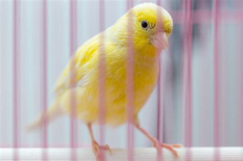 The 5 Best Birds for Beginners - Pet Bird Center