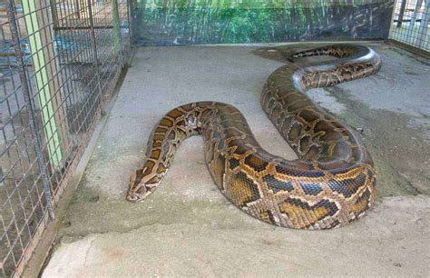 Reticulated Python Bites: A Guide with Pictures and Facts - Embora Pets