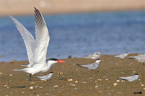 Caspian Tern (with Little Terns and a Common Tern probably) © Harshith JV Common names: Caspian ...