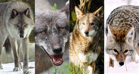 Wolf species shake-up