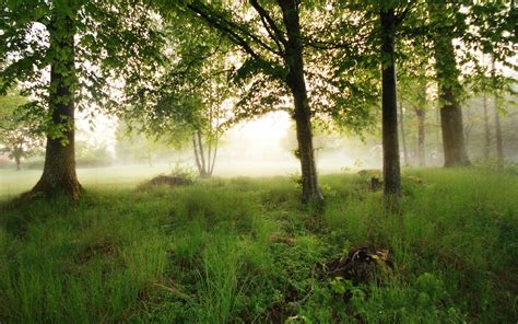 Foggy morning in the forest wallpaper - Nature wallpapers - #43240