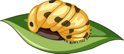 A ladybug Pupa stage on white background 1953824 Vector Art at Vecteezy