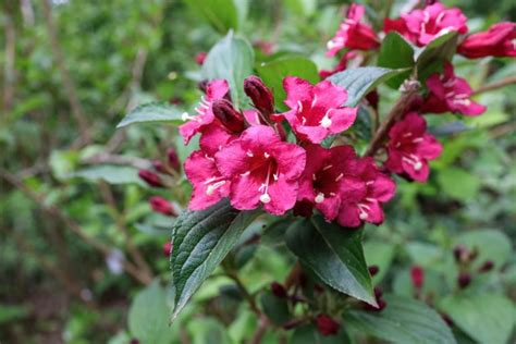 All Weigelas Can Be Pruned In The Same Way - It's Best Done Straight After Flowering ...