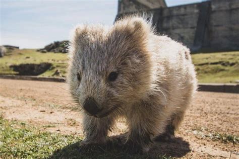 Gấu túi Wombat - Loài sinh vật duy nhất trên đời có những cục phân hình ...