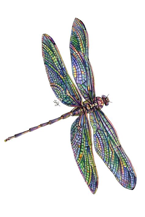 Dragonfly Illustration | Dragonfly drawing, Dragonfly illustration ...