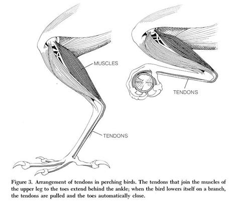 49 best Talons and bird feet images on Pinterest | Animal anatomy, Animal kingdom and Animal ...