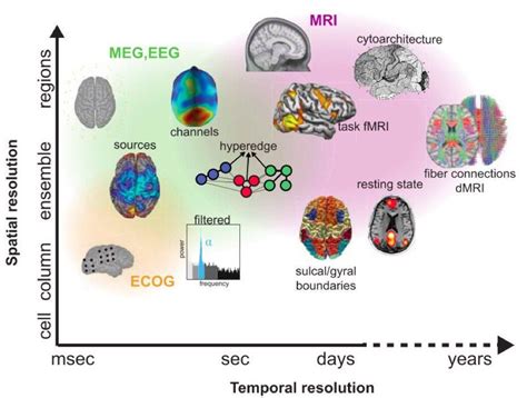 Visualization of cognitive neuroscience methods on a spatial resolution ...