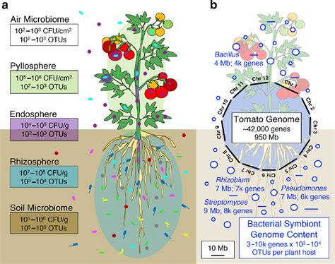 Figure 1 from Harnessing the genetic potential of the plant microbiome | Semantic Scholar