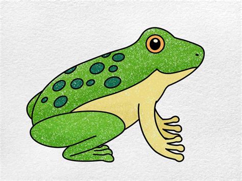 Amphibians Drawings